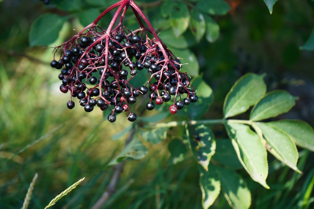 Immune Boosting Supplement in 2026