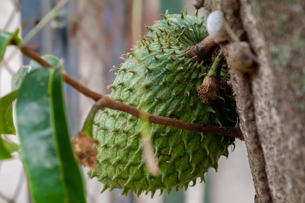 Health Benefits of Soursop Leaves