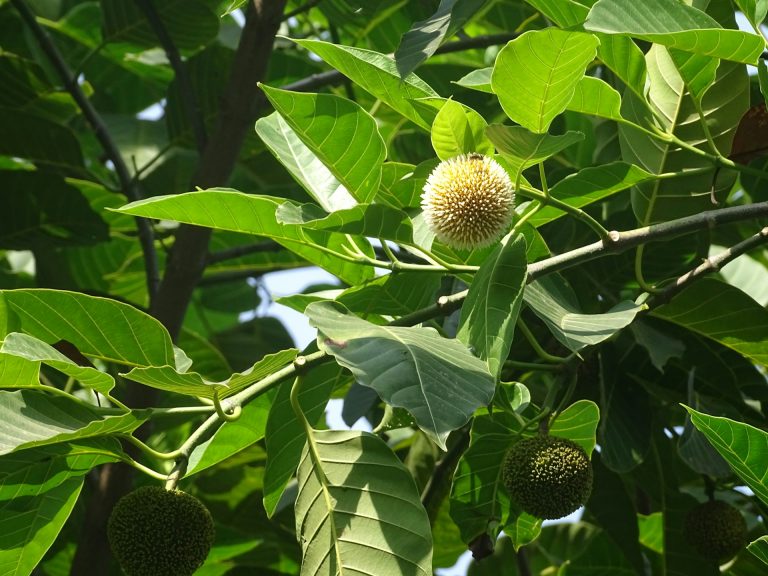 Health Benefits of Soursop Leaves